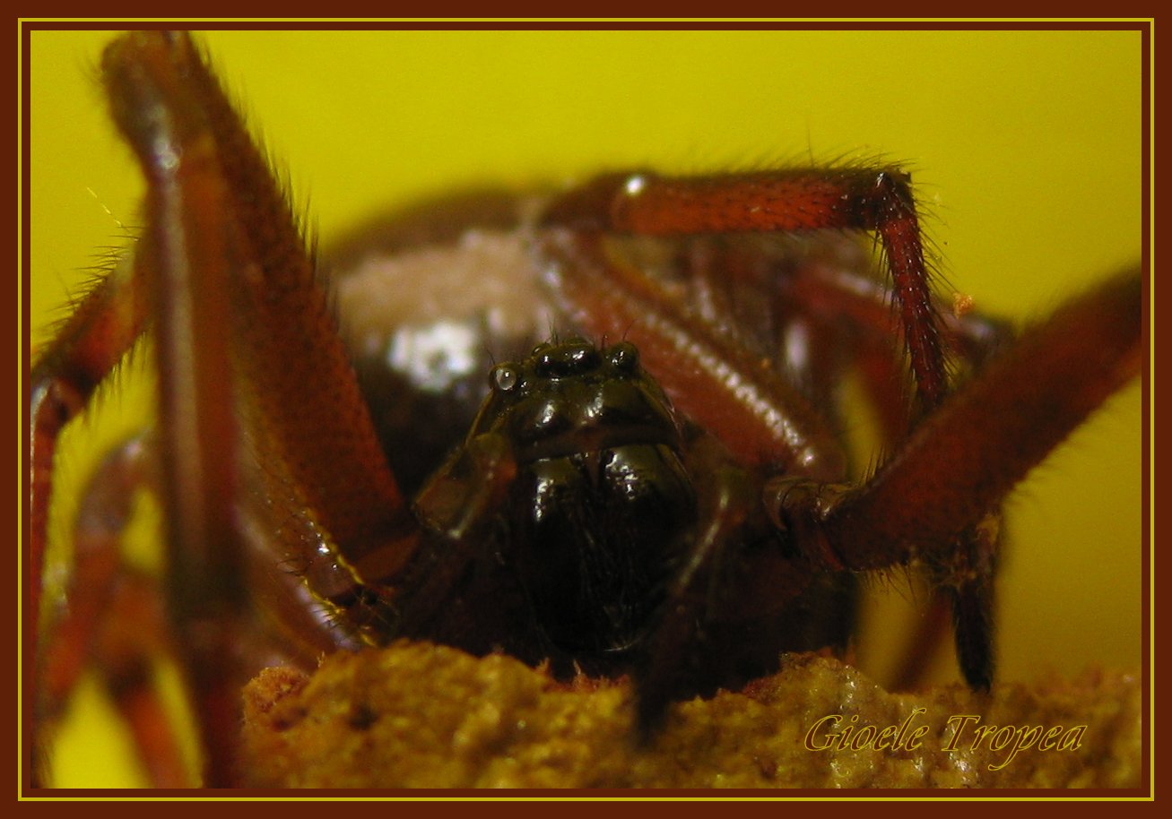 Steatoda nobilis